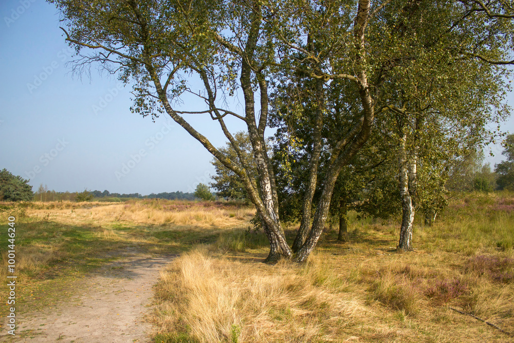 Heathland in National Park Maasduinen in the Netherlands Heathland in National Park Maasduinen in the Netherlands
