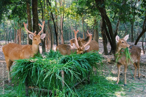 A group of Barasingha or swamp deer is eating the grass together hungrily photo