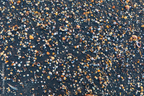 Seashells lying on the seashore