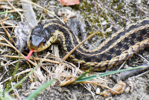 Garner Snake 