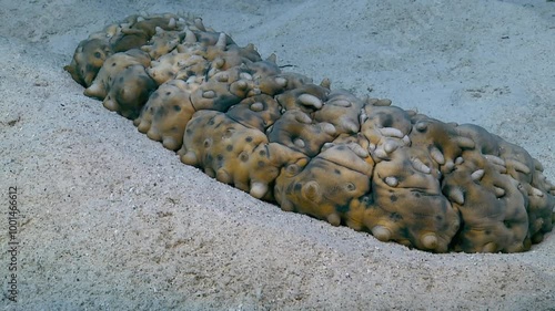 A magnificent sea cucumber (Stichopus herrmanni) crawls slowly across the sandy seabed. Check my portfolio for more sea cucumber footage. photo