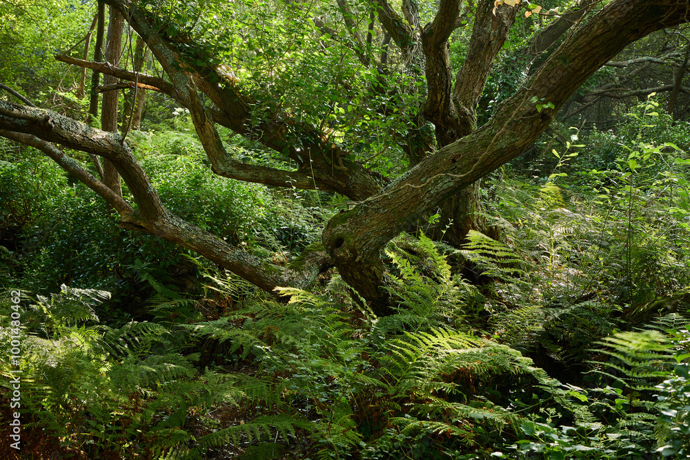 A gnarled and twisted tree in green woodland at Lundy Wood, a rare temporate rainforest in Cornwall, England UK A gnarled and twisted tree in green woodland at Lundy Wood, a rare temporate rainforest in Cornwall, England UK