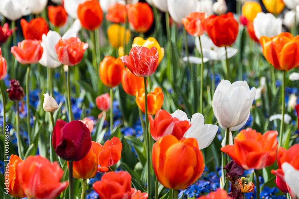 Various colorful tulips blooming in spring Various colorful tulips blooming in spring