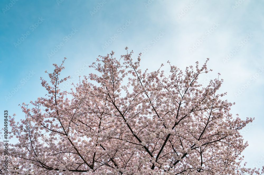 Pink cherry blossoms blooming on the branches in spring Pink cherry blossoms blooming on the branches in spring