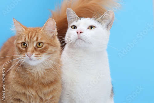 Canvas Print Portrait two cats on white background