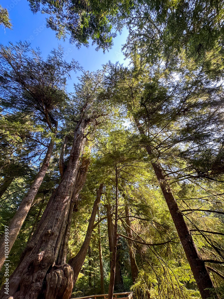 Fototapeta premium Looking up through the trees in the Old Growth Cedar trail in Rockaway Oregon