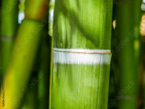 Bamboo background, taken in the botanical garden in Pisa, Italy. #1001502203