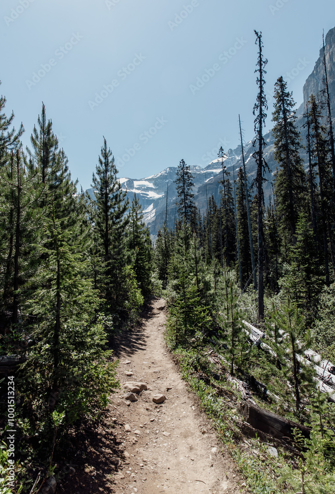 view of a hiking path in a coniferous forest in summer with a mountain in the distance and clear blue sky