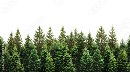 Wallpaper Mural green wheat isolated on white Torontodigital.ca