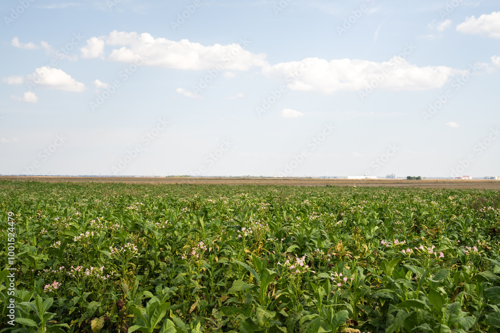 Green tobacco field. Tobacco industry Green tobacco field. Tobacco industry