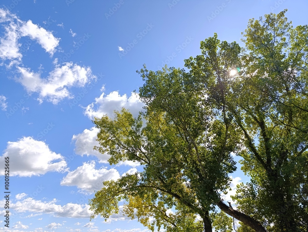 Beautiful sunny day with some clouds on clear blue sky. Fall forest on horizon. Beautiful sunny day with some clouds on clear blue sky. Fall forest on horizon.