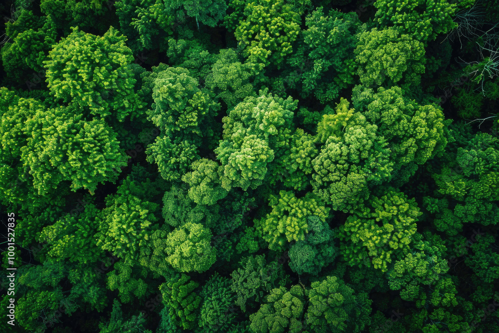 Aerial view of a dense green forest, revealing the intricate patterns of treetops from above Aerial view of a dense green forest, revealing the intricate patterns of treetops from above