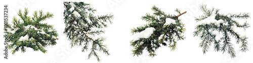 Holiday Greens