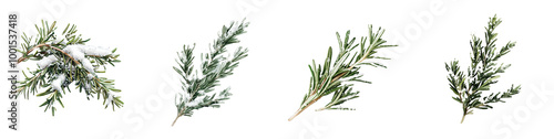 Rosemary Sprig with Snow