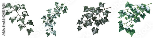 Ivy Vine with Snow