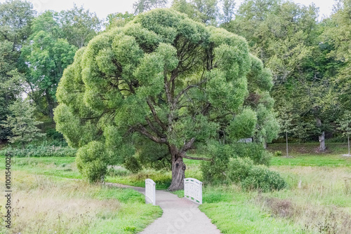 Park landscape: sandy path, bridge over a stream and a large willow