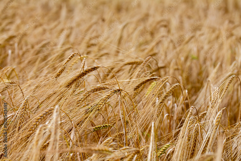Agriculture seen up close Agriculture seen up close