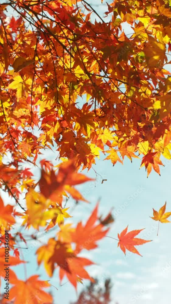 Super Slow Motion of Falling Autumn Maple Leaves against Blue Sky. Filmed on High Speed Cinema Camera, 1000 fps. Vertical Composition. Super Slow Motion of Falling Autumn Maple Leaves against Blue Sky. Filmed on High Speed Cinema Camera, 1000 fps. Vertical Composition.