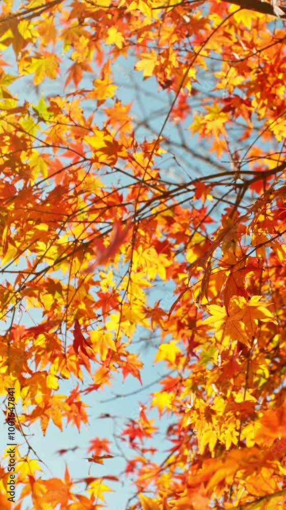 Super Slow Motion of Falling Autumn Maple Leaves against Blue Sky. Filmed on High Speed Cinema Camera, 1000 fps. Vertical Composition. Super Slow Motion of Falling Autumn Maple Leaves against Blue Sky. Filmed on High Speed Cinema Camera, 1000 fps. Vertical Composition.