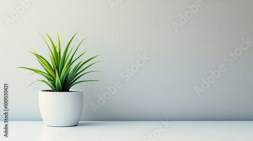 A single green plant in a sleek white flowerpot on a simple, clean background, illustrating freshness and modern style