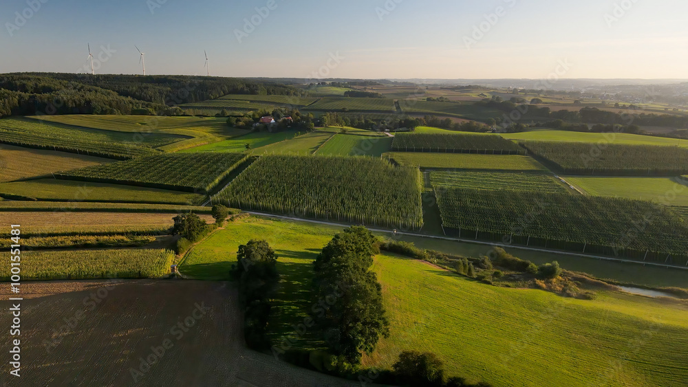 Obraz premium Fly over green huge Bavarian Hops fields during sunset summer phase