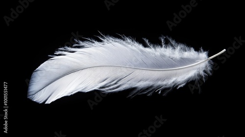 Elegant white feather with soft shadows, set against a dark black backdrop for a dramatic effect