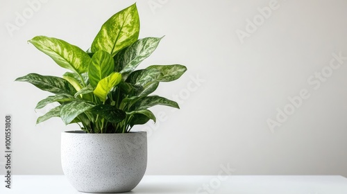 Wallpaper Mural Fresh indoor plant with bold green foliage and unique textures on a clean white backdrop Torontodigital.ca