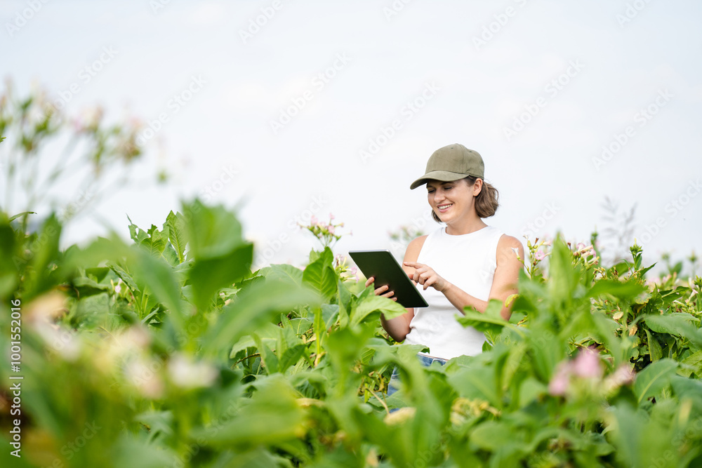 Female farmer with digital tablet on a tobacco field Female farmer with digital tablet on a tobacco field