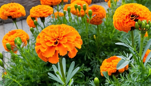 Close Up of Bright Orange Marigolds in Full Bloom