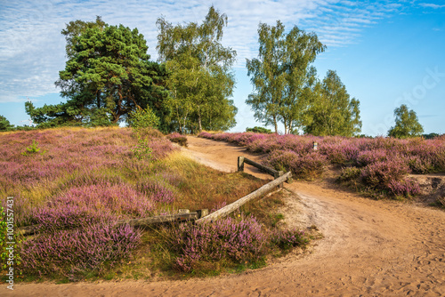 Westruper Heide blüht August 2024 photo