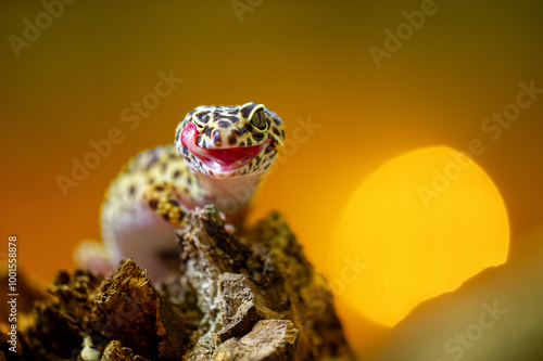 Foto Vibrant Leopard Gecko licking himself on Wood with Glowing Background