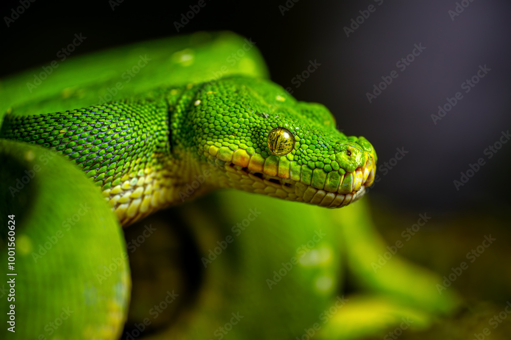 Naklejka premium Green Tree Python. Close-up detail of snakes head