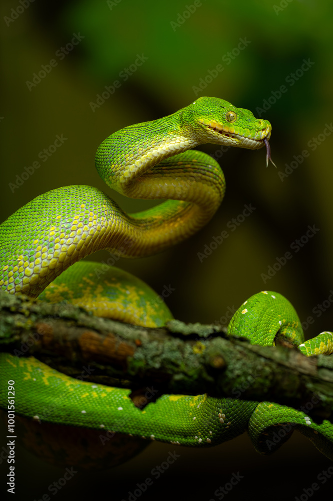 Close-Up of Green Tree Python Coiled on Branch. Morelia viridis Close-Up of Green Tree Python Coiled on Branch. Morelia viridis