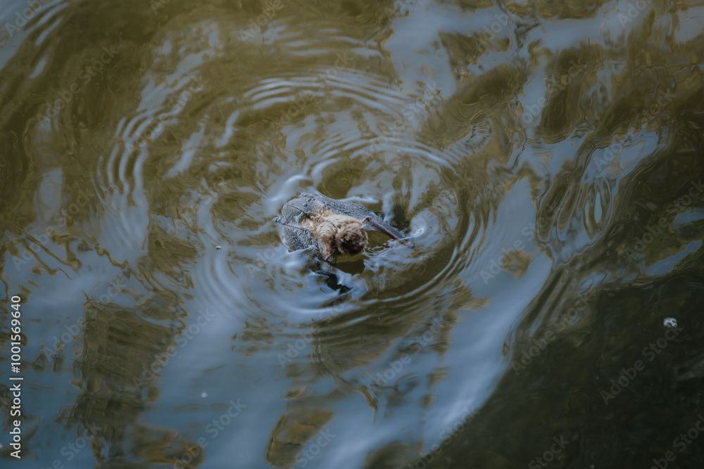 A bat swims towards the shore after falling into the water