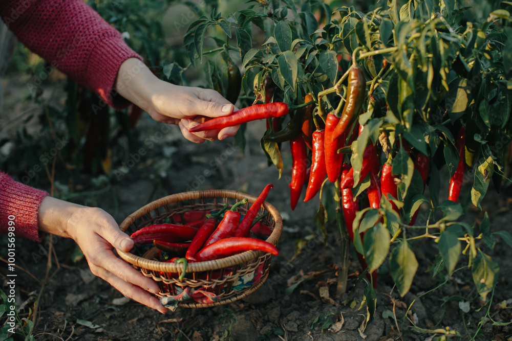 Fototapeta premium Collecting red chili peppers during the peak harvest season.