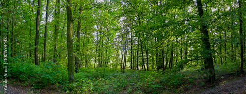 HDR panorama of the forest. Beautiful green nature shot. Concept for environment and ecology.