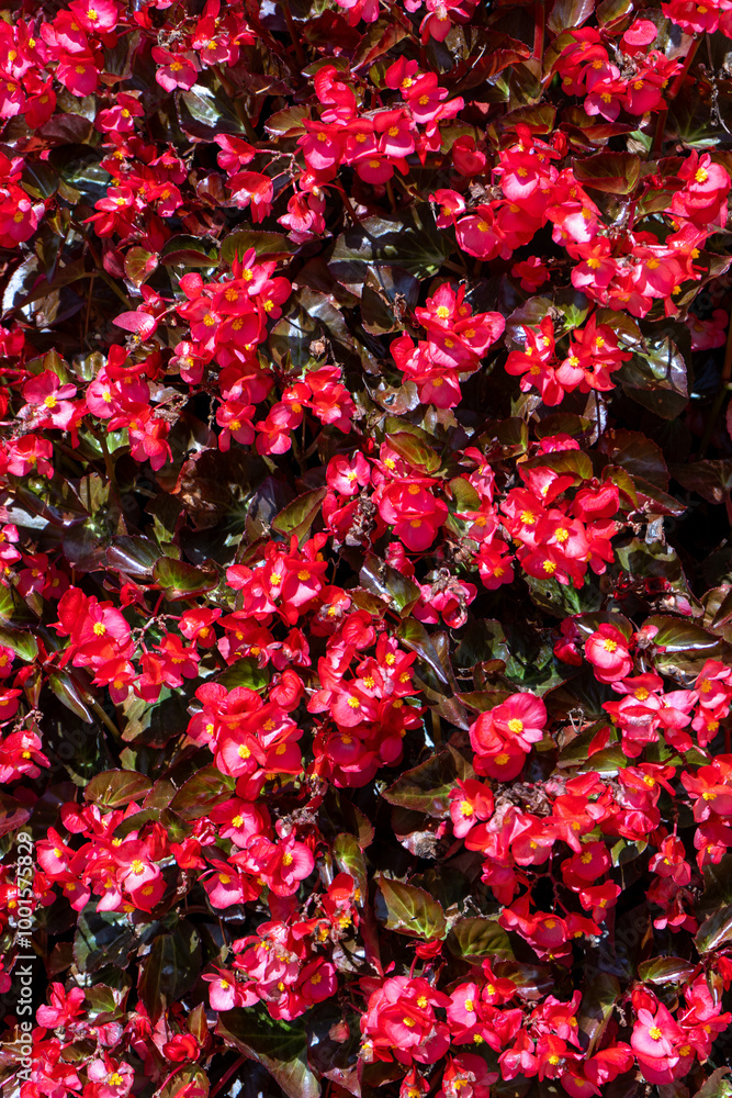 Begonia big red flower. Floral background. Pink petals bud. Garden plant Begonia big red flower. Floral background. Pink petals bud. Garden plant