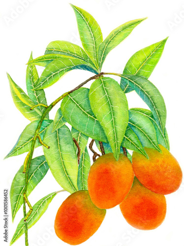 Mango branch with fruits and leaves