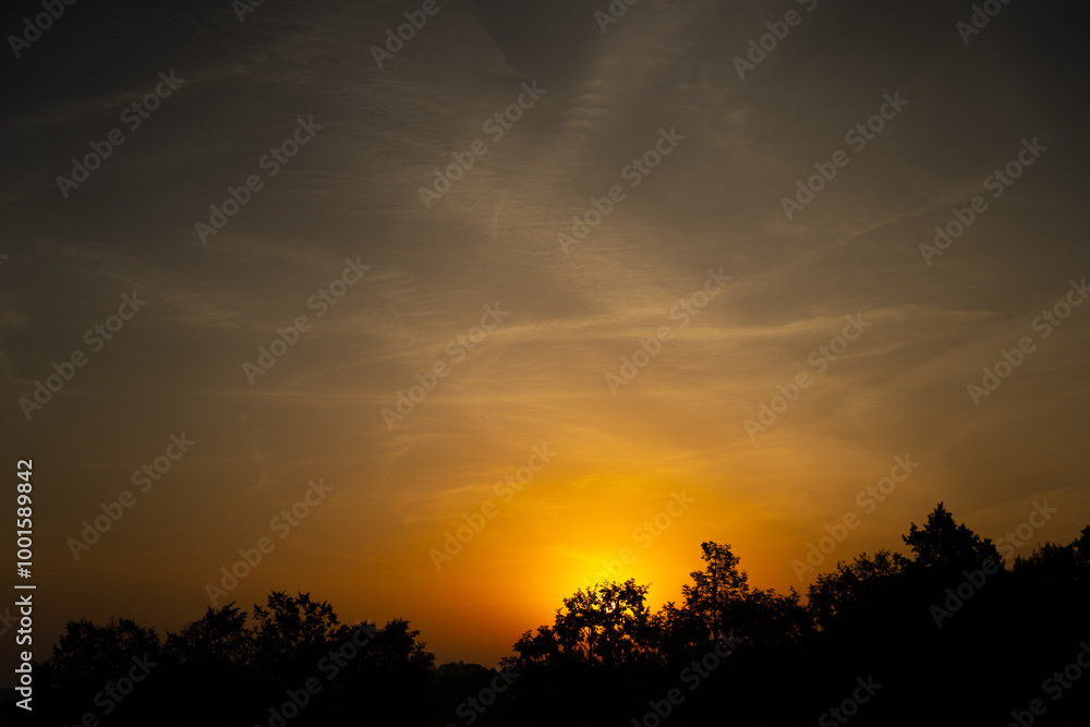 yellowish-pink morning sky with dark trees yellowish-pink morning sky with dark trees