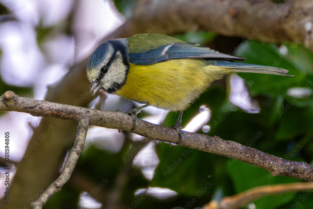 Obraz premium Blue Tit (Cyanistes caeruleus) spotted in Father Collins Park, Dublin, Ireland, commonly found across Europe.