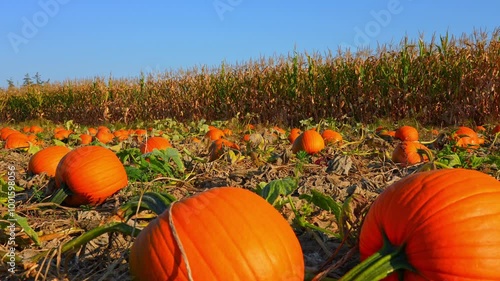 Pumpkins at the Autumn season field near corn field. Halloween preparation. Pick your own and harvest. October Golden hour and Pumpkin Festival. Big pumpkins scattered all over farm.