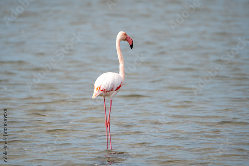 27.09.2024: Flamingos in den Seen des Regionaler Naturpark Camargue, Provence-Alpes-Côte d’Azur, Frankreich