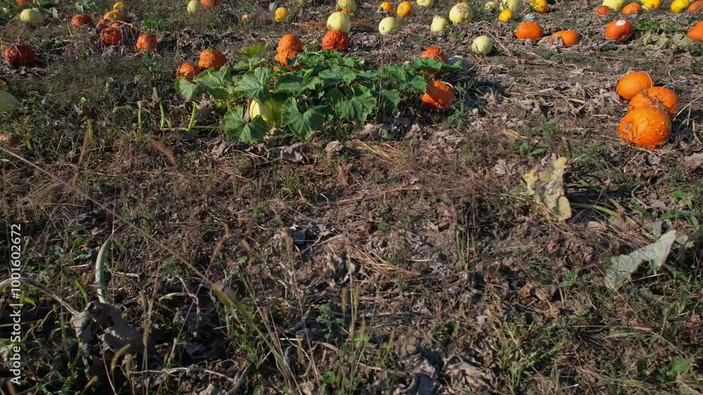 Sunny evening at pumpkin farm. Pick you own pumpkins. Autumn visit and sale fair for Halloween. Decorated field with pumpkins at October, during seasonal holidays Thanksgiving day and Family day Sunny evening at pumpkin farm. Pick you own pumpkins. Autumn visit and sale fair for Halloween. Decorated field with pumpkins at October, during seasonal holidays Thanksgiving day and Family day