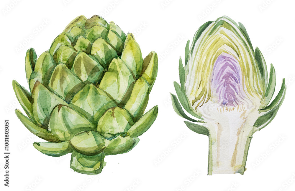 Obraz premium Watercolor artichoke drawing on a white background. Artichoke painting clipart for branding.