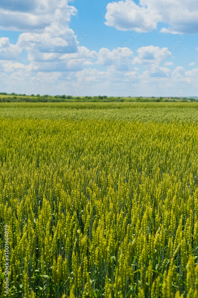 Green wheat field on a sunny summer day. Landscape Green wheat field on a sunny summer day. Landscape