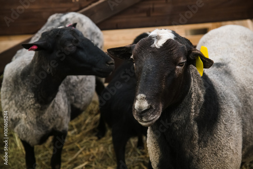 Sheep in the sheep pen on the farm