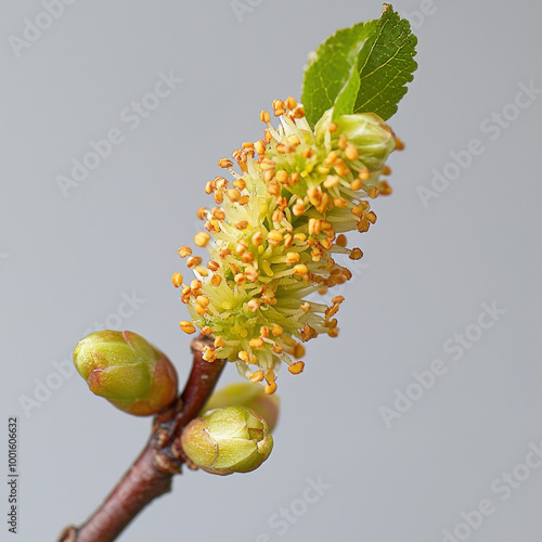 Catkin Isolated