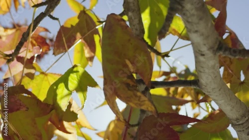 Uma árvore alta com folhas douradas, laranjas e vermelhas balança suavemente ao vento contra um céu azul claro de outono. As folhas estão ligeiramente desfocadas, transmitindo a sensação de movimento  photo