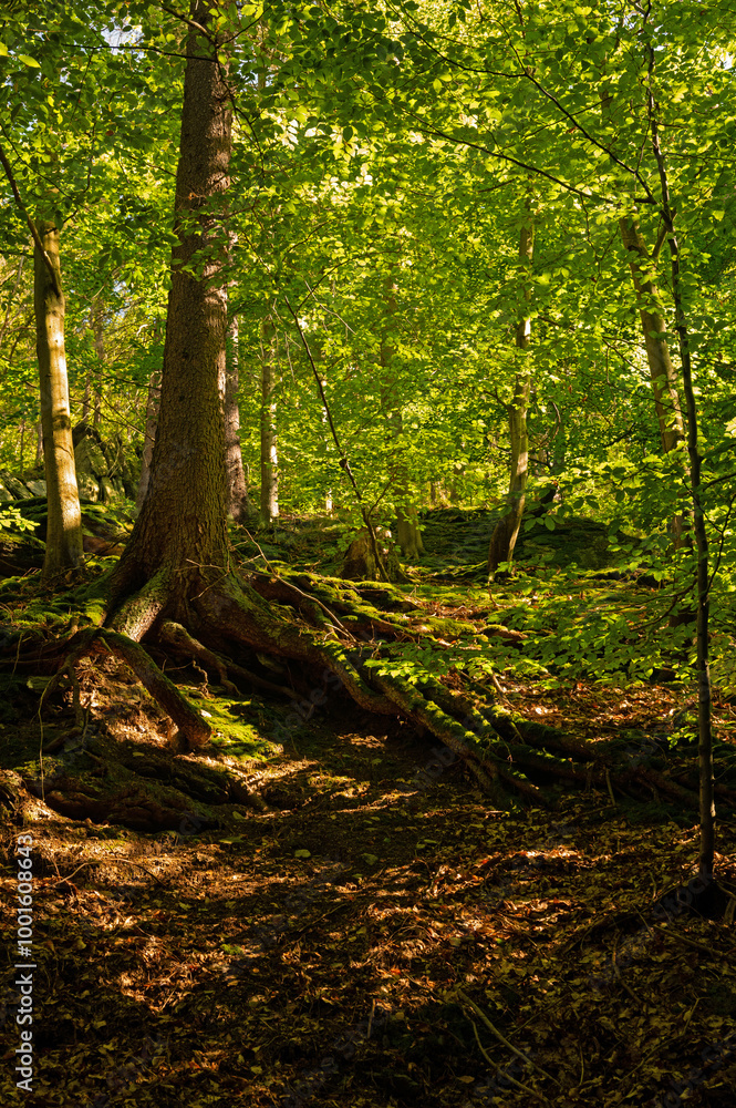 forest near Bad Blankenburg in Thuringia forest near Bad Blankenburg in Thuringia