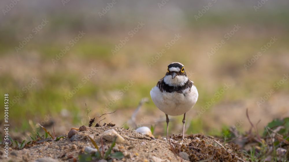 Little ringed plover - Charadrius dubius Little ringed plover - Charadrius dubius